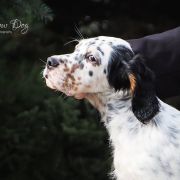  VISION OF FUTURE Shadow Dog 2