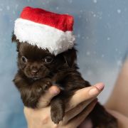 VITO VENUSTUS Cashmere Beleza