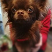 VITO VENUSTUS Cashmere Beleza