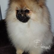 Vivaldi Rosso Mori Diamante FCI 