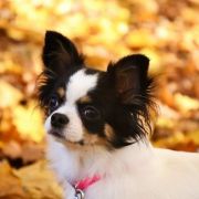 Vivat Victory Divine Diva 3