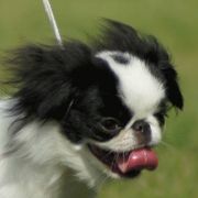 V'MIU z Kvetu Rhododendronu 2