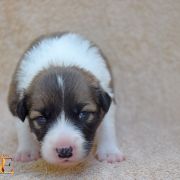 VICTORY OF LOVE Born from fire