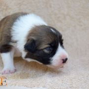 VICTORY OF LOVE Born from fire