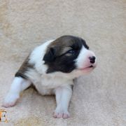 VICTORY OF LOVE Born from fire