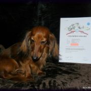 Vostok-Zapad GADALKA BASYA (KL)