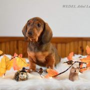 WEDEL Athel Loren