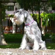 WAIRA Elfara Poland FCI 2