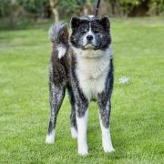 WAKKANAI Sakura No Sono