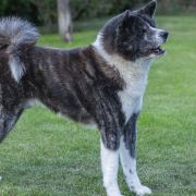 WAKKANAI Sakura No Sono 3