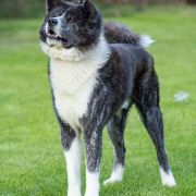 WAKKANAI Sakura No Sono 4