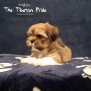 WANGCHUK SANGMO The Tibetan Pride (FCI)
