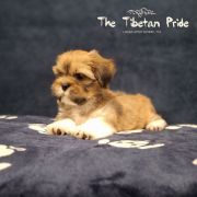 WANGCHUK SANGMO The Tibetan Pride (FCI)