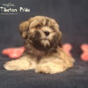 WANGDI DAWA The Tibetan Pride (FCI)