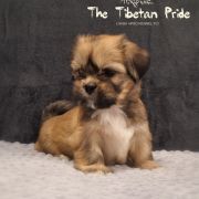 WANGMO JHAMA The Tibetan Pride (FCI)