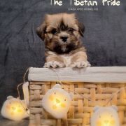 WANGMO JHAMA The Tibetan Pride (FCI) 2