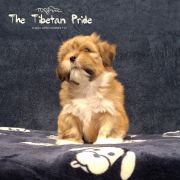 WANGPO NYIMA The Tibetan Pride (FCI)