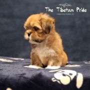WANGPO NYIMA The Tibetan Pride (FCI)