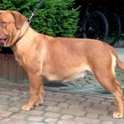 WARNA ex Cubile Lamia 2