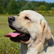 WARRABKOOK of Bohemia Bras