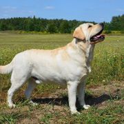 WARRABKOOK of Bohemia Bras 4