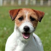 JUN.CH.PL WHITE CARRIE Jurassic Jack 