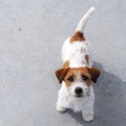 JUN.CH.PL WHITE CARRIE Jurassic Jack 