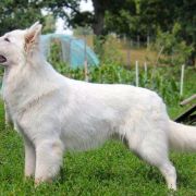 JCHPL White Dream Team DESPACITO LLUVIA 