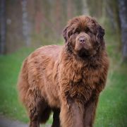 Wiatr Bałtycki Charlotte Sweet Pai 