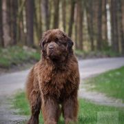 Wiatr Bałtycki Charlotte Sweet Pai 