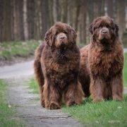Wiatr Bałtycki Charlotte Sweet Pai 