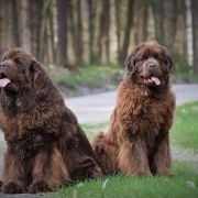 Wiatr Bałtycki Charlotte Sweet Pai 