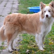 WILSON vom Scharnhorster Land