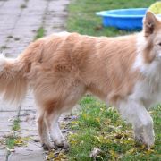 WILSON vom Scharnhorster Land