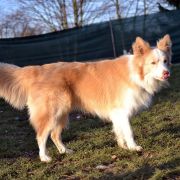 WILSON vom Scharnhorster Land