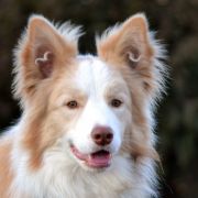 WILSON vom Scharnhorster Land