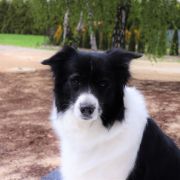 Windrift (FCI) DARE TO DREAM ,,MOLLIE