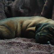 WINNER z Mrozowej Woli FCI 2