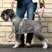 WINNIE Elfara Poland FCI 2