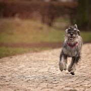 WINNIE Elfara Poland FCI 3