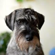 WINNIE Elfara Poland FCI 4