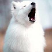 Winter Sky BAIKAL PEARL