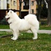 Winter Sky BAIKAL PEARL 2