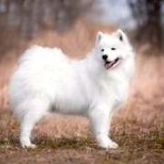 Winter Sky BAIKAL PEARL 3