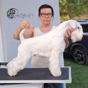 Wise Lord Lija FCI KAI 