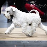 Wise Lord Lija FCI KAI 