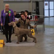 WIWA Weimaraners House