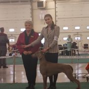 WIWA Weimaraners House