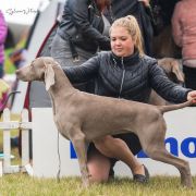 WIWA Weimaraners House