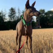 Wonderland Itar JENIFER LAURET